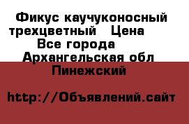 Фикус каучуконосный трехцветный › Цена ­ 500 - Все города  »    . Архангельская обл.,Пинежский 